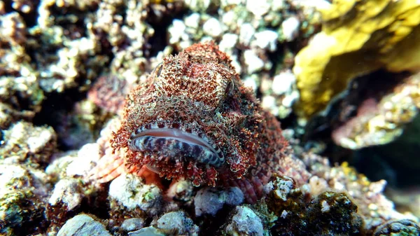 Scorpionfish Fish Typ Ryby Kości Osteichthyes Scorpaenidae Scorpenopsis Flathead — Zdjęcie stockowe