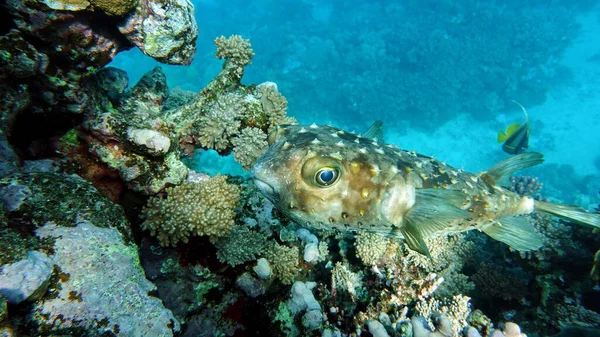 红海珊瑚礁上美丽的鱼 — 图库照片