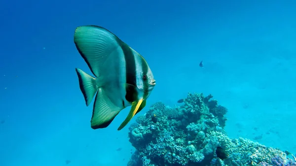 Beautiful Fish Reefs Red Sea — Stock Photo, Image