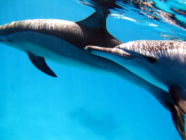 Yunuslar. Dönen yunus. Stenella longirostris, dünyanın dört bir yanındaki tropikal kıyı sularında yaşayan küçük bir yunus türü.. 