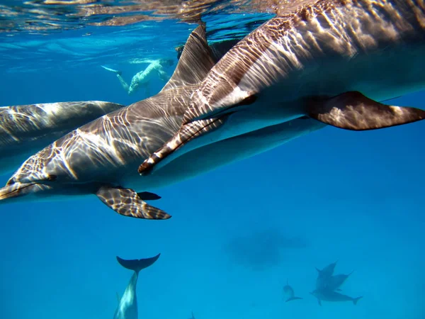 Delfiner Spindelfiner Stenella Longirostris Liten Delfin Som Lever Tropiska Kustvatten — Stockfoto