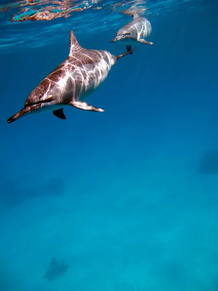 旋转的海豚 延绳钓海豚是一种生活在世界各地热带沿海水域的小海豚 — 图库照片