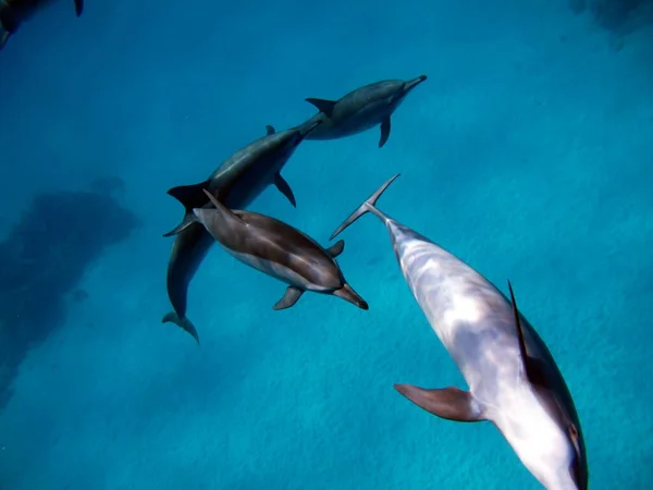 Dolphins Spinner Dolphin Stenella Longirostris Small Dolphin Lives Tropical Coastal — Stock Photo, Image