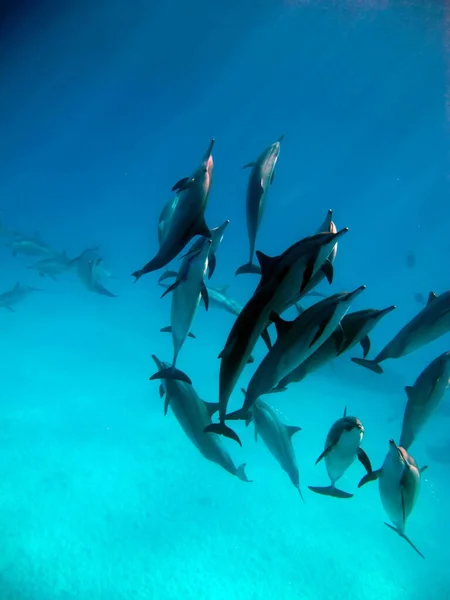 Delfiny Kręcący Się Delfin Stenella Longirostris Jest Małym Delfinem Który — Zdjęcie stockowe