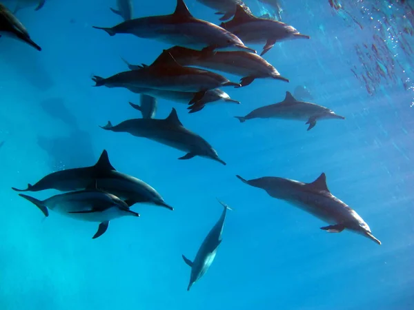 Delfines Delfín Hilandero Stenella Longirostris Pequeño Delfín Que Vive Aguas — Foto de Stock