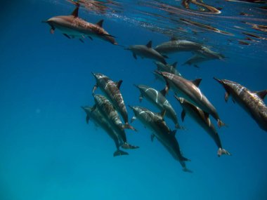 Yunuslar. Dönen yunus. Stenella longirostris, dünyanın dört bir yanındaki tropikal kıyı sularında yaşayan küçük bir yunus türü.. 