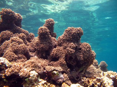 Kızıl Deniz 'in güzel mercan kayalıkları.
