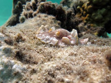 Nudibranchs (Latince: Nudibranchia), Heterobranchia alt sınıfından bir deniz gastropodu müfrezesidir. Bazı türler zehirlidir ve parlak renklere sahiptir. Bütün nüdidallar çift cinsiyetlidir..