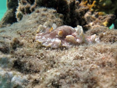 Nudibranchs (Latince: Nudibranchia), Heterobranchia alt sınıfından bir deniz gastropodu müfrezesidir. Bazı türler zehirlidir ve parlak renklere sahiptir. Bütün nüdidallar çift cinsiyetlidir..