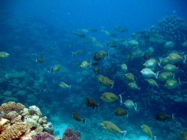 Kızıl Deniz 'in resiflerinde güzel balıklar.