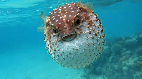 Fish Hedgehog Yellow Spotted Cyclicht Grows Feeds Crustaceans Molluscs Case — Stock Photo, Image