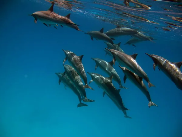 Dolfijnen Spinner Dolfijn Stenella Longirostris Een Kleine Dolfijn Die Leeft — Stockfoto