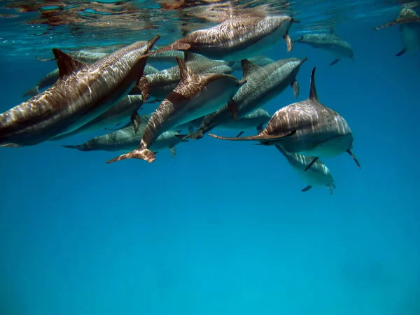 Dolphins Spinner Dolphin Stenella Longirostris Small Dolphin Lives Tropical Coastal — Stock Photo, Image