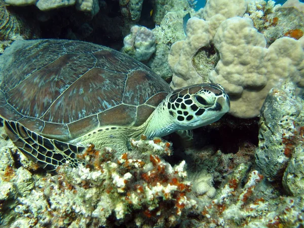 Tortuga Verde Grande Los Arrecifes Del Mar Rojo Las Tortugas —  Fotos de Stock