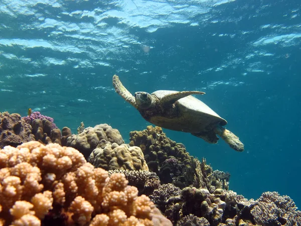 혹등고래 바다거북 Hawksbill Turtle Eretmochelys Imbricata — 스톡 사진