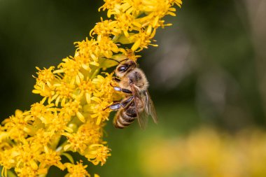 Tarladaki sarı kır çiçeğinin üzerindeki arı.