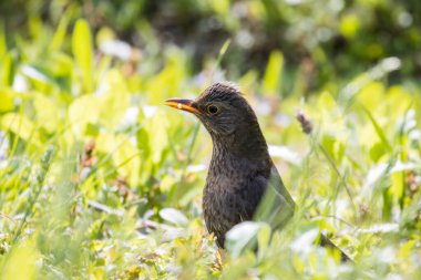 Bahçedeki karatavuk (Turdus merula)