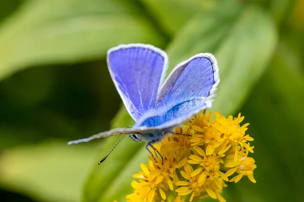 Achteraanzicht Van Gewone Blauwe Vlinder Polyommatus Icarus Gele Wilde Bloem — Stockfoto