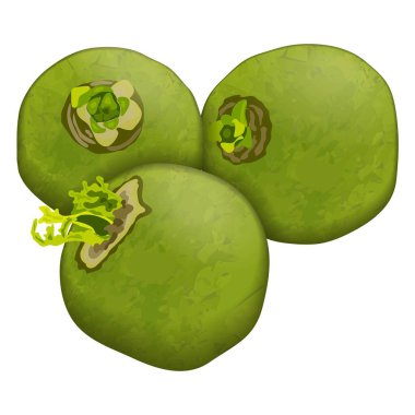 Turp Margelan, Lobo, Çin turpu afişler, afişler, posterler, kartlar için yeşil turp. Tam yeşil turp. Yeşil turp kökü. Sebzeler. Vektör illüstrasyonu beyaz arkaplanda izole edildi