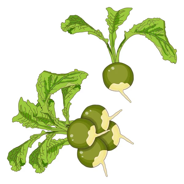 Radis Margelan, Lobo, radis chinois, radis vert pour bannières, prospectus, affiches, cartes. Un tas de radis verts avec des sommets. Cartoon style. Légumes-racines. Illustration vectorielle sur fond blanc — Image vectorielle