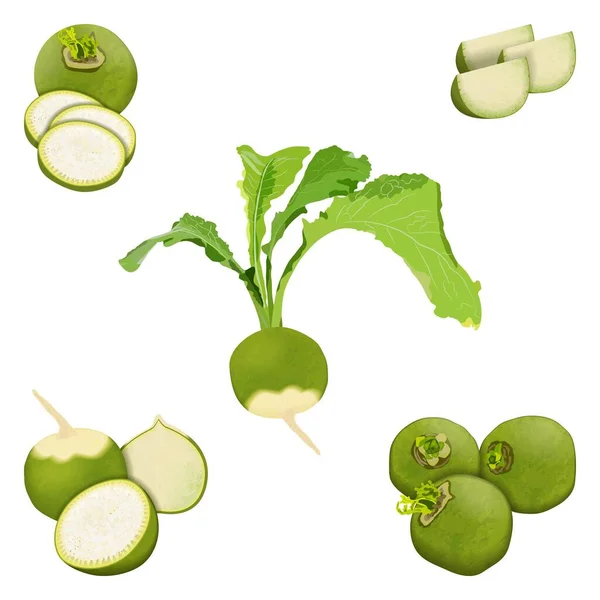 Radish Margelan, Lobo, rabanete chinês, rabanetes verdes para banners, folhetos, cartazes, cartões. Conjunto de todo, metade, e rabanete verde fatiado, rabanete com topos. Legumes de raiz. Ilustração vetorial — Vetor de Stock