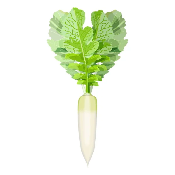 Daikon, Japanse Radon, White Chinese Radish, mooli, Sweet Radish, White Radish voor banners, flyers, posters, kaarten. Wortelgroenten. Vector illustratie geïsoleerd op witte achtergrond — Stockvector