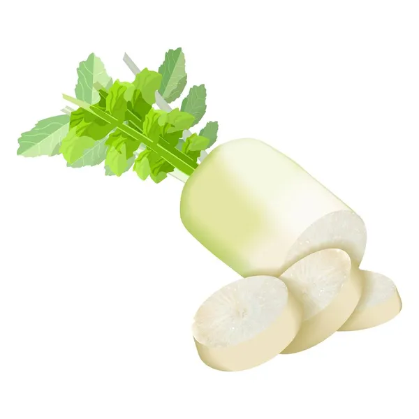 Daikon, Radon Japonés, Rábano Chino Blanco, mooli, Rábano Dulce, Rábano Blanco para pancartas, volantes, carteles. Rábano daikon entero y rebanado. Legumbres de raíz. Ilustración vectorial sobre fondo blanco — Vector de stock