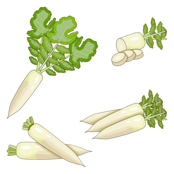 Conjunto de rábanos daikon para pancartas, volantes. Rábano daikon entero, medio y rebanado. Legumbres de raíz. Radón japonés, rábano chino blanco, mooli, rábano blanco. Estilo de dibujos animados. Ilustración vectorial — Vector de stock