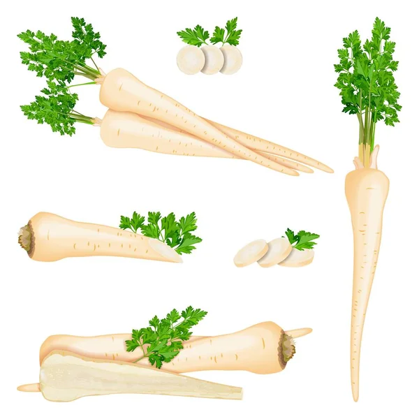 Set akar peterseli untuk spanduk, selebaran, poster, media sosial. Setengah akar peterseli dan irisan. Root peterseli dengan daun. Organik segar dan sehat, makanan dan sayuran vegetarian. Ilustrasi vektor - Stok Vektor