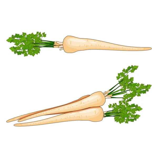 Rot med blad persilja för banderoller, flygblad, affischer, sociala medier. Ekologiska och hälsosamma, kost och vegetariska grönsaker. Vektor illustration i tecknad stil isolerad på vit bakgrund — Stock vektor