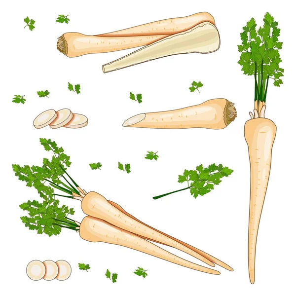 Set of root parsley for banners, flyers, posters, social media. Half root parsley and slices. Root parsley with leaves. Organic, healthy, vegetarian vegetables. Vector illustration in cartoon style — Stock Vector