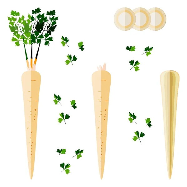 Root parsley for banners, flyers, posters, social media. Half root parsley and sliced. Root parsley with leaves. Root vegetables. Vector illustration in flat style isolated on white background — Stock Vector