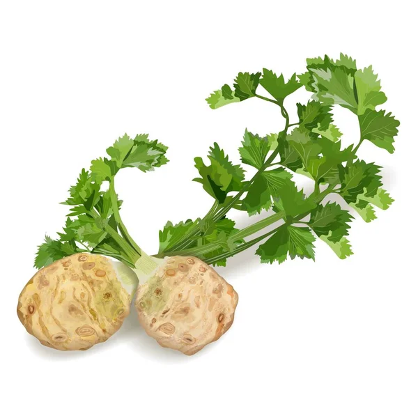 Bunch of celery roots celery with leaves for banners, flyers, posters, social media. Fresh organic and healthy, diet and vegetarian vegetables. Vector illustration isolated on white background — Stockový vektor