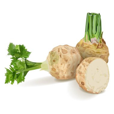Kereviz kökü, yapraklı kereviz kökü afişler, afişler, posterler, sosyal medya için yarım kereviz kökü. Taze organik ve sağlıklı, vejetaryen sebzeler. Vektör illüstrasyonu beyaz arkaplanda izole edildi