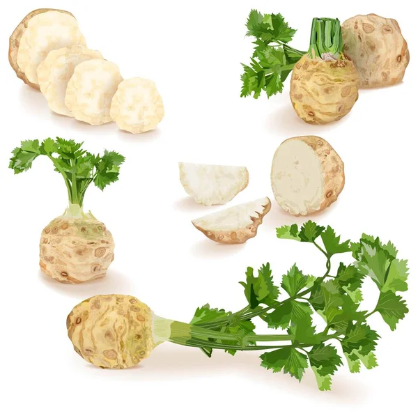 Set of celery root for banners, flyers, posters, social media. Celery root with leaves. Half, quarter, and slices of celery root. Organic, vegetables. Vector illustration isolated on white background — Wektor stockowy