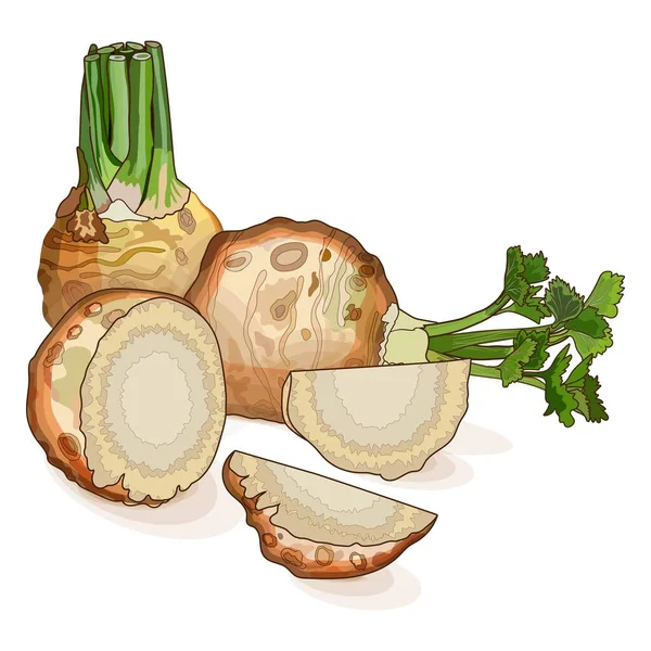 Celery root with leaves, half and quarter of celery root for banners, flyers, posters, social media. Organic, healthy vegetables. Vector illustration in cartoon style isolated on white background — стоковый вектор