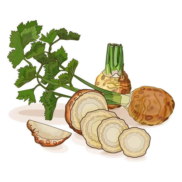 Celery root with leaves, half and slices of celery root for banners, flyers, posters, social media. Organic, healthy vegetables. Vector illustration in cartoon style isolated on white background — Stock Vector