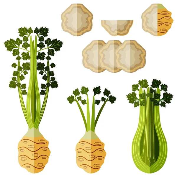 Set of celery root for banners, flyers, social media. Celery root with leaves. Half, quarter, and slices of celery root. Organic vegetables. Vector illustration in flat style. White background — Stock Vector