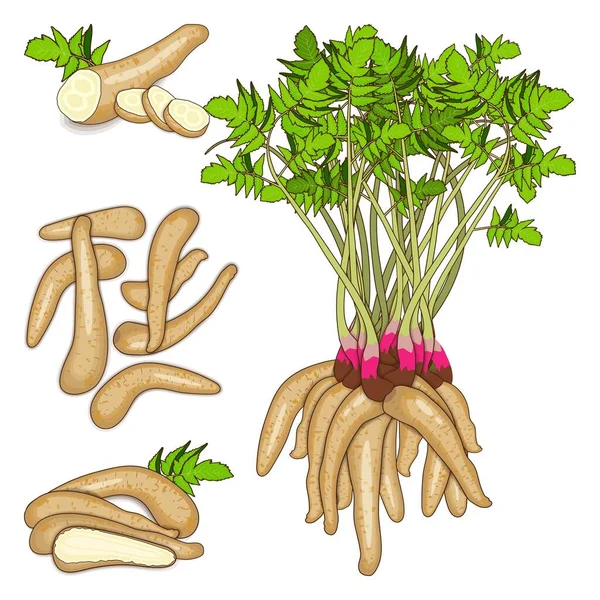 Ensemble Arracacha Pour Bannières Dépliants Affiches Médias Sociaux Aracacia Xanthorrhiza — Image vectorielle