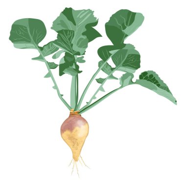 Pankartlar, afişler, posterler, kartlar için Rutabaga. Yapraklı İsveçli. Taze organik ve sağlıklı, diyet ve vejetaryen kök sebzeler. Vektör illüstrasyonu beyaz arkaplanda izole edildi