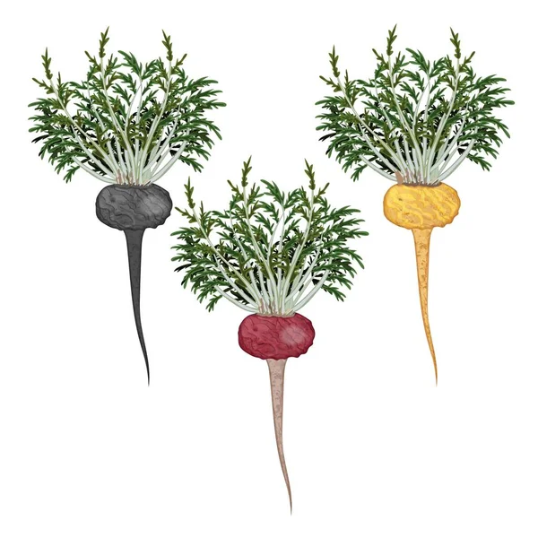 Maca jaune, rouge, noire pour bannières, dépliants, affiches, cartes. ginseng péruvien aux feuilles. Frais bio et sain, alimentation et légumes végétariens. Illustration vectorielle isolée sur fond blanc — Image vectorielle