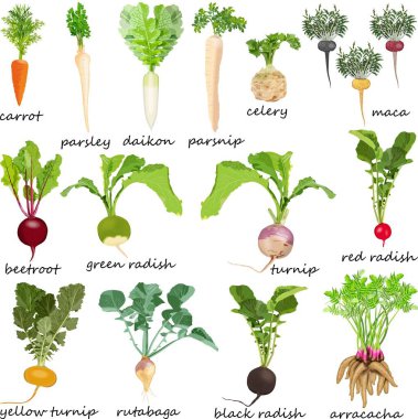 Kök sebze. Havuç. Pancar. Kereviz. Maydanoz. Kırmızı turp. Siyah turp. Çin turpu. Daikon. Yaban havucu. Rutabaga. Şalgam. Sarı şalgam. Arracacha. Maca. Vektör illüstrasyonu