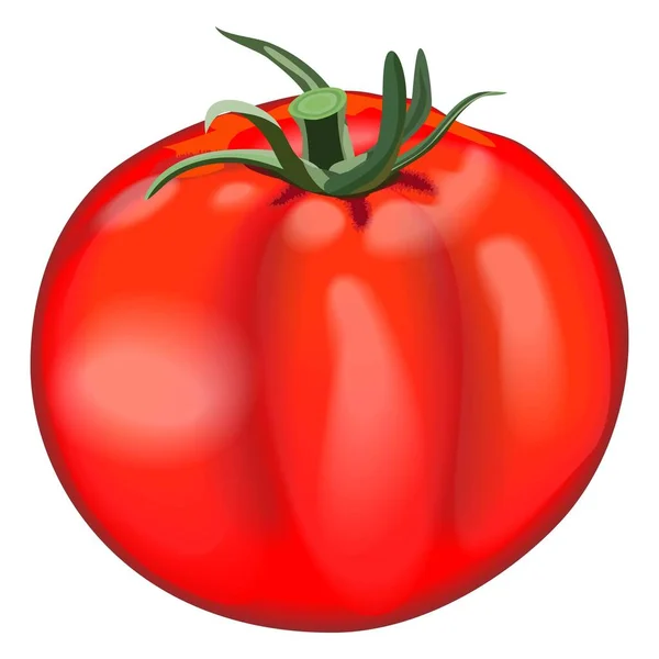 整个红番茄。球状西红柿。新鲜的有机和健康的，饮食和素食蔬菜。在白色背景上孤立的向量图 — 图库矢量图片