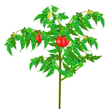 Yeşil yapraklı ve sarı çiçekli kırmızı domatesler çalılığı. Dünya domatesleri. Taze organik ve sağlıklı, diyet ve vejetaryen sebzeler. Vektör illüstrasyonu beyaz arkaplanda izole edildi