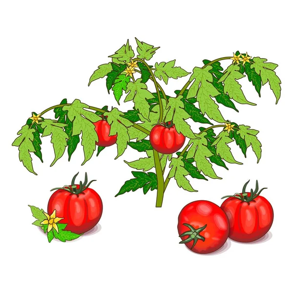 Буш из красных помидоров с зелеными листьями и желтыми цветами. Помидоры глобуса. Свежие органические и здоровые, диета и вегетарианские овощи. Векторная иллюстрация изолирована на белом фоне. Карикатурный стиль — стоковый вектор