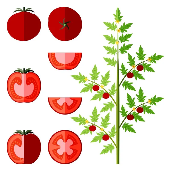 Zestaw Całych Pół Ćwierćdolarówek Klina Plasterki Pomidorów Pomidor Ziemny Świeże — Wektor stockowy