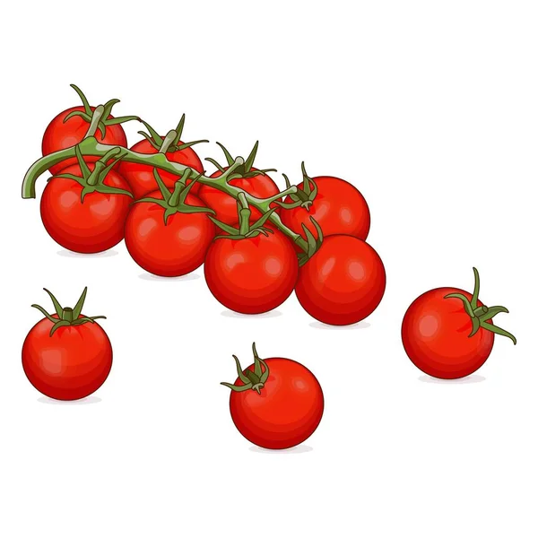 红樱桃西红柿的分枝 用于横幅 社交媒体 新鲜的有机和健康的 饮食和素食蔬菜 卡通风格 在白色背景上孤立的向量图 — 图库矢量图片