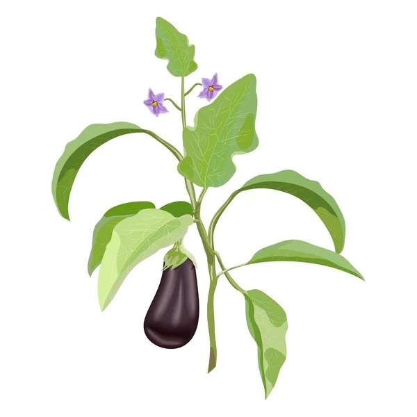 Branch Ripe Eggplant Flowers Aubergine Brinjal Nightshade Family Fresh Organic — Stockvektor
