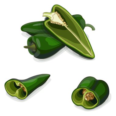 Whole, half, and quarter of poblano peppers for flyers, social media. Chili peppers. Ancho. Chile ancho. Capsicum annuum. Vegetables. Cartoon style. Vector illustration isolated on white background.