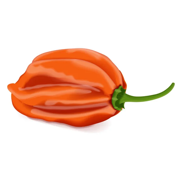 Pimentos Laranja Habanero Capsicum Chinense Pimenta Picante Legumes Orgânicos Frescos — Vetor de Stock